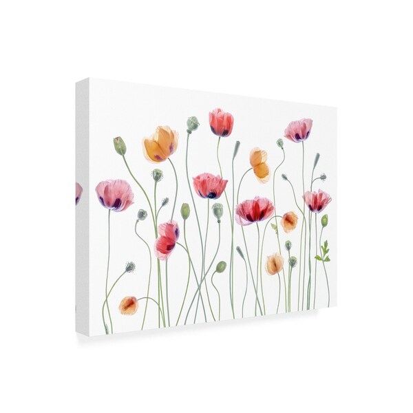 Mandy Disher 'Papaver Party' Canvas Art,24x32